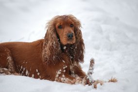 dog-268180_1920-2.jpg