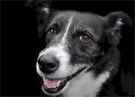 dog-531481_1280-2.jpg