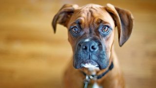 dog_muzzle_eyes_big_89785_602x339-2.jpg