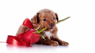 dog_puppy_snout_rose_93140_602x339-2.jpg
