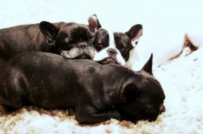 puppies-115081_1280-2.jpg