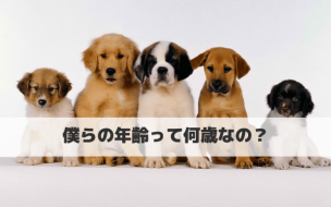 wallpaper-14464182-3.png