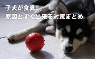 wallpaper-870129-2.png