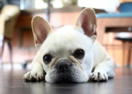 犬にも金属アレルギーがあった！ 症状や対策は？