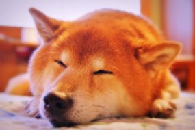 シニア犬の食事管理で気をつけたい3つのこと
