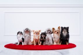殺処分をなくしたい！ 保護犬のために私たちができること