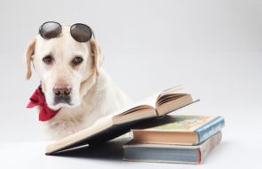 ギネス認定されたハイスペックな犬たち！