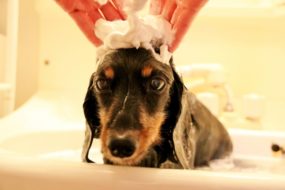 愛犬の臭いが気になる！ シャンプーの頻度の正解は？