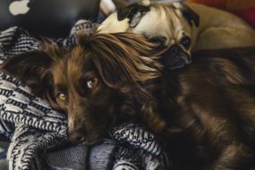 犬の多頭飼いは性格や性別、体の大きさを考慮して！