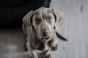 オス犬の去勢手術の必要性って？ 時期や費用は？