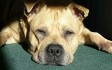 エサを食べない老犬に、流動食を用意しよう エサを食べない老犬に、流動食を用意しよう