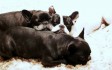 犬が体をこすりつけるのはどんな意味? 犬が体をこすりつけるのはどんな意味?